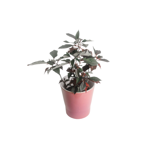 The Poinsettia Plant