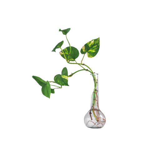 Devil's Ivy Indoor Plant