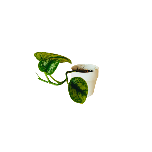 Satin Pothos Plant