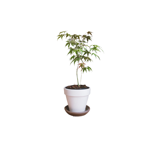 Japanese Maple Plant